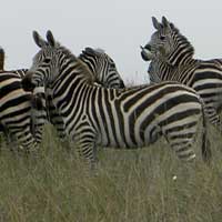 Zebra, Equus burchelli, photo © Michael Plagens