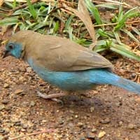 Red-cheeked Cordon-bleu, Uraeginthus bengalus, © Michael Plagens