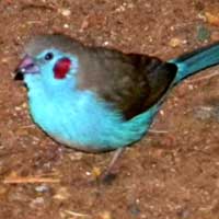 Red-cheeked Cordon-bleu, Uraeginthus bengalus, © Michael Plagens