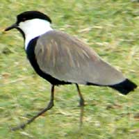 Spur-winged Plover/Lapwing, photo © Michael Plagens