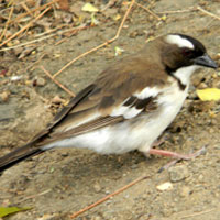 White-browed Sparrow-Weaver, © Michael Plagens