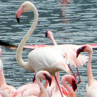 Greater Flamingo in Kenya, © Michael Plagens