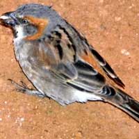 Rufous Sparrow, © Michael Plagens