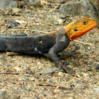 Common Agama at Lake Bogoria photo © Michael Plagens