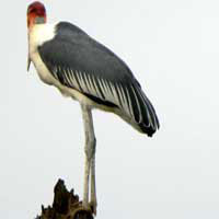 Marabou Stork, © Michael Plagens
