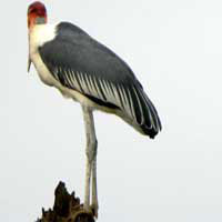 Marabou Stork