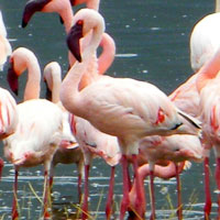 Lesser Flamingo in Kenya, © Michael Plagens