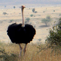 A regal male Common Ostrich, © Michael Plagens