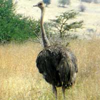 A female Common Ostrich, © Michael Plagens