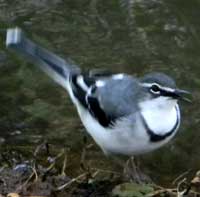 Mountain Wagtail, © Michael Plagens