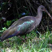 Hadada Ibis, © Michael Plagens