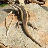 Striped Skink