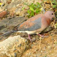 Laughing Dove, photo © Michael Plagens