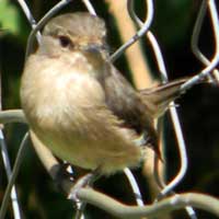 African Dusky Flycatcher © Michael Plagens