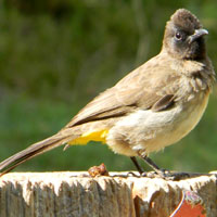 Common Bulbul eats the berries and thereby distributes the seeds