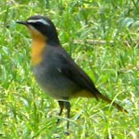 Cape Robin-Chat © Michael Plagens