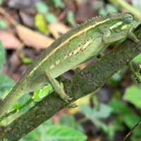 Side-striped Chameleon photo © Michael Plagens