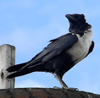 Pied Crow, Corvus albus, © Michael Plagens