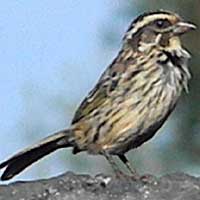 Streaky Seed-eater, Serinus striolatus, © Michael Plagens