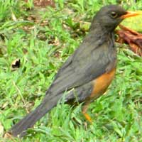 Olive Thrush © Michael Plagens