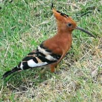 Hoopoe, photo © Michael Plagens