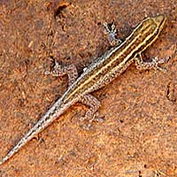 Scheffler's Dwarf Gecko photo © Michael Plagens