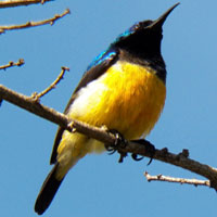 Variable Sunbird