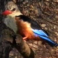 Grey-headed Kingfisher © Michael Plagens