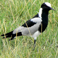 Blacksmith Lapwing