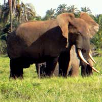 African Elephant photo © Wouter van Vliet