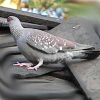 Speckled Pigeon, Columba guinea, photo © Michael Plagens