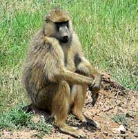 Olive Baboon