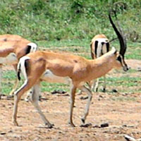 Grant's Gazelle, Nanger granti, photo © Michael Plagens