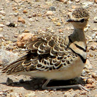 Double-banded Courser