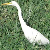 Intermidate or Yellow-billed Egret © Michael Plagens