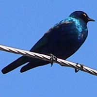 Greater Blue-eared Glossy-Starling © Michael Plagens