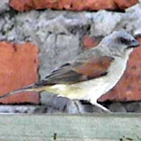 Gray-headed Sparrow