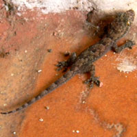 House Geckos, Hemidactlus, nocturnal lizard photo © Michael Plagens