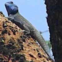 Adult male Blue-headed Tree Agama