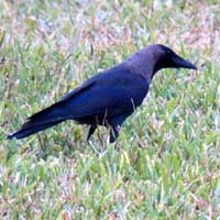 House Crow, Corvus splendens, © Michael Plagens
