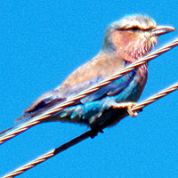 Lilac-breasted Roller