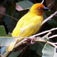 African Golden Weaver © Michael Plagens