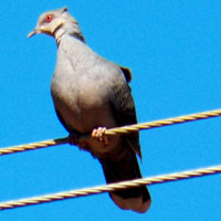 African Mourning Dove photo © Michael Plagens