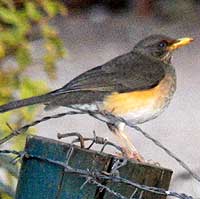 African Thrush © Michael Plagens