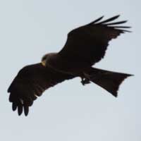 Black Kite © Michael Plagens