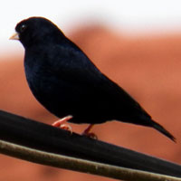 Villiage Indigobird © Michael Plagens