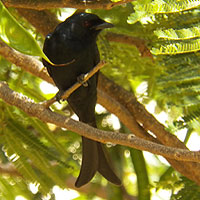 Fork-tailed or Common Drongo, Dicrurus adsimilis, © Michael Plagens