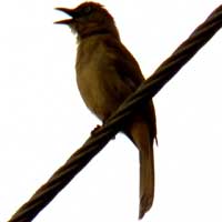 Poor pic of a Somber Greenbul, Andropadus importunus, © Michael Plagens