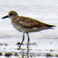 Black-bellied Plover, photo © Michael Plagens