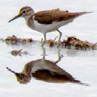 Common Sandpiper, photo © Michael Plagens